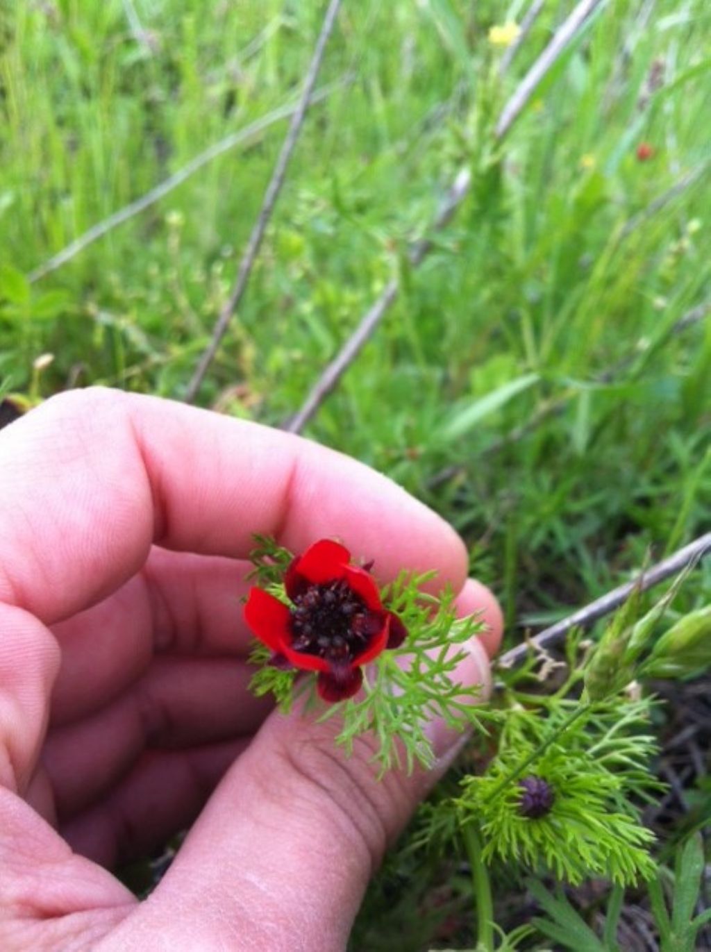 da identificare - Adonis sp.